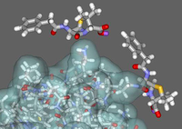 Identifican la unión de proteínas a la amoxicilina en pacientes alérgicos a este antibiótico