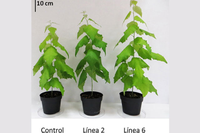 Avanzan en la mejora de los cultivos energéticos para aumentar su capacidad como fuente de biomasa