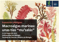 Exposición UMAlgass: Macroalgas marinas: unas tías "mu'salás"