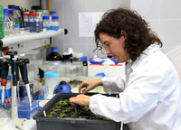 Una profesora de la UMA estudia cómo mejorar el cultivo de frutos de baya ante el cambio climático