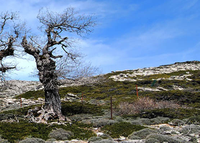 Salida de campo: "Mejora del paisaje en el Quejigal de Tolox"