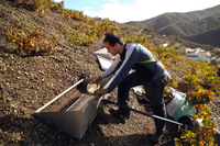 Investigación sobre viñedos