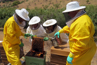 Investigadores trabajando con propóleo