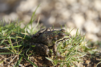 Adulto de rana común, Pelophylax perezi/ F. J. Zamora